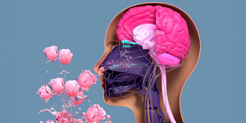 Lateral cut of head and brain, shows how the nose reacts while smelling something